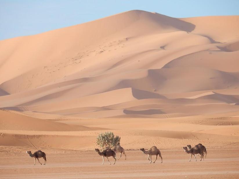 Auberge Sahara Garden Lac Yasmins Extérieur photo